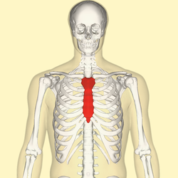 250px-Sternum_front.png