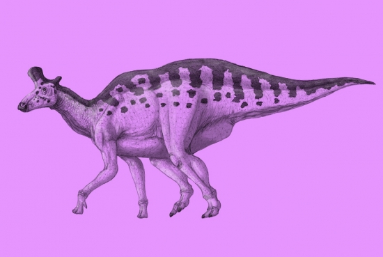 Lambeosaurus lambei