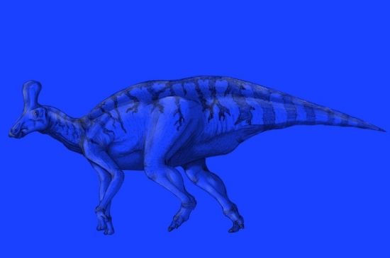 Tsintaosaurus spinorhinus