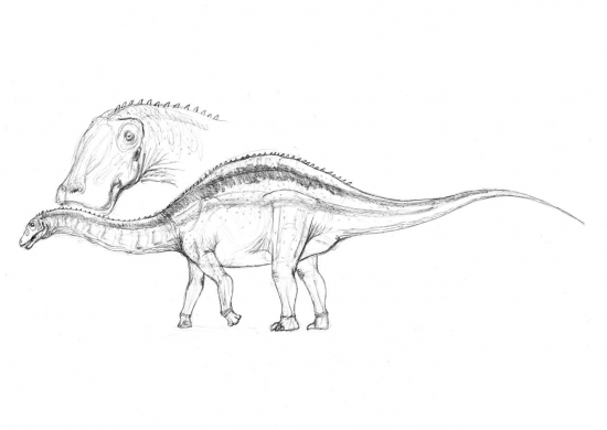 Maraapunisaurus fragillimus 002
