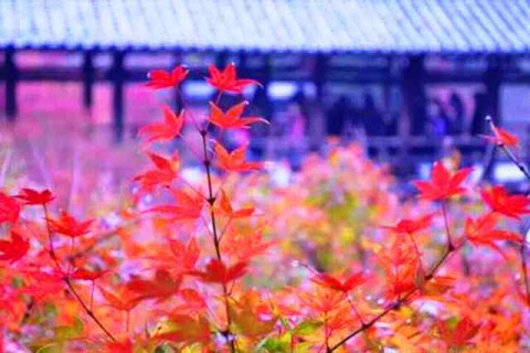 京都の紅葉東福寺8