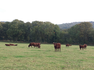 Vaches 20181105