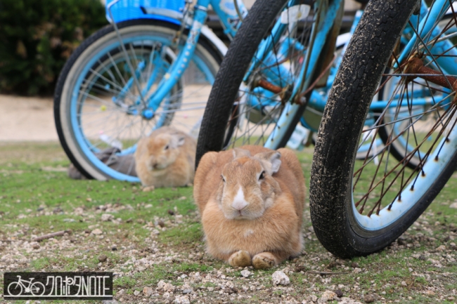 自転車とウサギ
