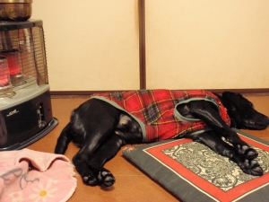ラブラドールレトリバー　：エクステリア横浜　愛犬と過ごすお庭空間（ドックラン）のご相談をお受けしております。