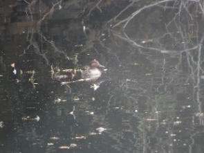 池で見かけたコガモ