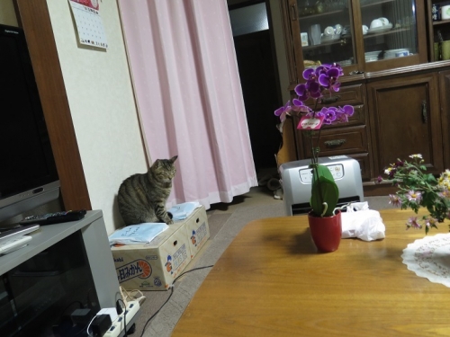 猫とみかん箱