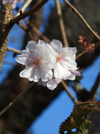 冬桜４