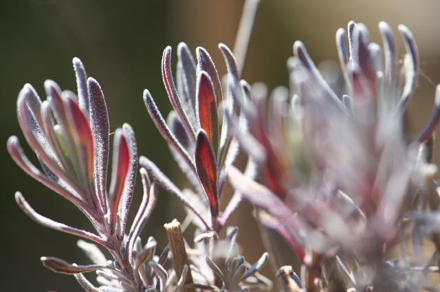 Lavandula angustifolia 'Long Purple'の寒さに耐える姿-02