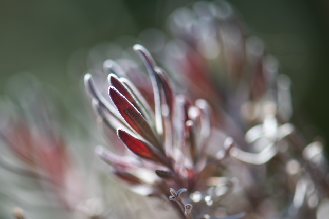 Lavandula angustifolia 'Long Purple'の寒さに耐える姿-03