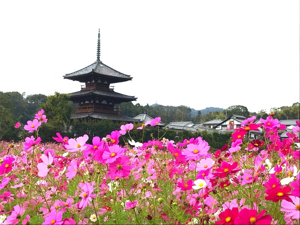 斑鳩・コスモス・法起寺 IKARUGA-Cosmos-HOUKI-JI temple