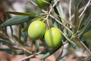 olives-473793__340.jpg