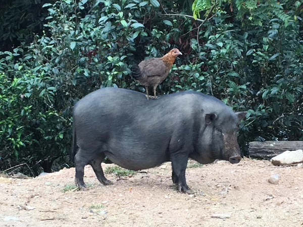 鶏と豚
