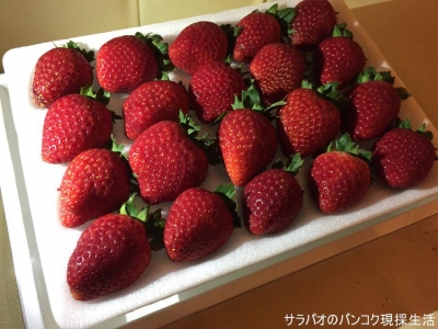 Strawberries of DOI KHAM