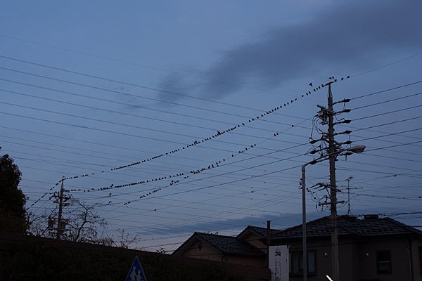 電線に鳥たち