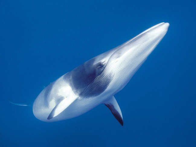 【要注目】日本政府「ＩＷＣ(国際捕鯨委員会)」脱退方針！来週中に正式決定！ＥＥＺ(排他的経済水域)内での「商業捕鯨」再開？