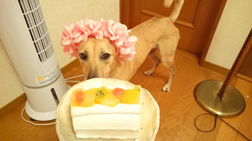 『お誕生日のケーキに釘付けのマリリンぴかぴかハートマーク️ぴかぴか』