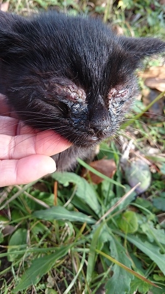 美和ちゃん⑩１２月１日、保護直前の黒子猫ちゃん。感染症で両目がジクジクでふさがり、鼻水も出て衰弱していました