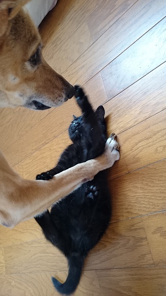 美和ちゃんマリリンと遊ぶ黒子猫ちゃん