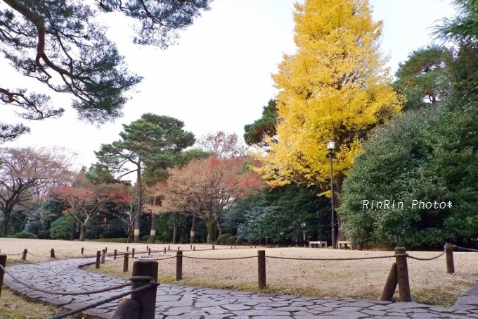 2018年12月殿ヶ谷戸庭園銀杏の木