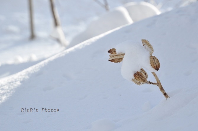 2014年1月雪に顔出す植物