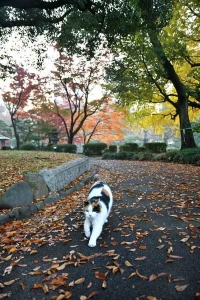 紅葉を背景に三毛猫さくらちゃん＠日比谷公園