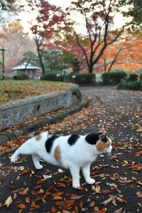 紅葉を背景に三毛猫さくらちゃん＠日比谷公園