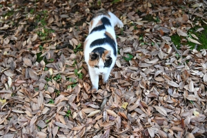 枯葉の上の三毛猫さくらちゃん＠日比谷公園
