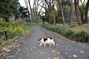 三毛猫さくらちゃん＠日比谷公園