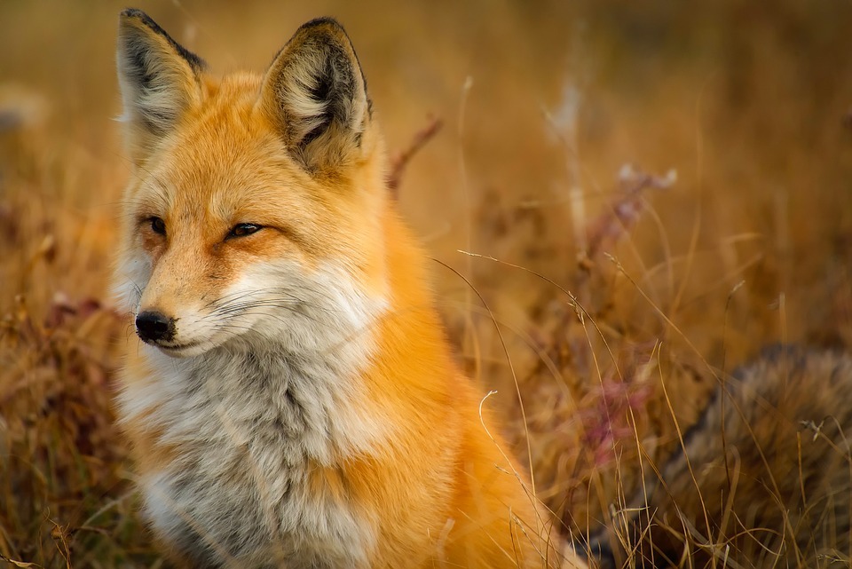 fox-1883658_960_720.jpg