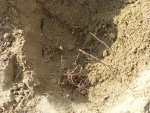 砂場の枠と角に木の根