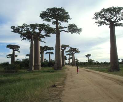 マダガスカルのバオバブの木の通り