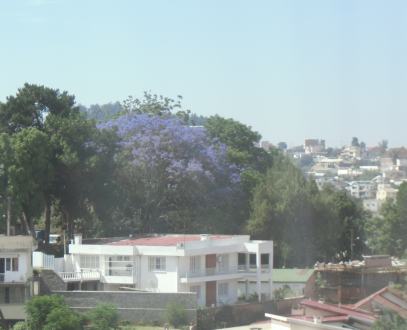 マダガスカルのジャカランダの花風景1