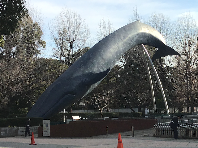 whale_190223.png