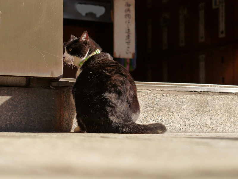 お堂の入り口の黒白猫2