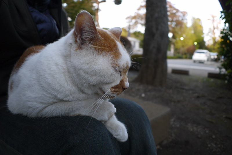 膝で瞑想する茶白猫1