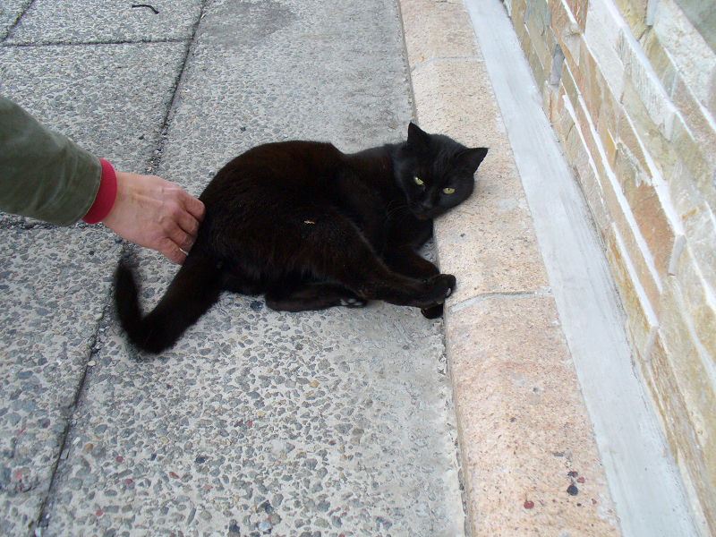 近所の方が連れてきた黒猫2
