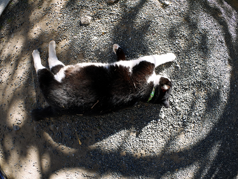 光と影の中で横になってる黒白の猫2