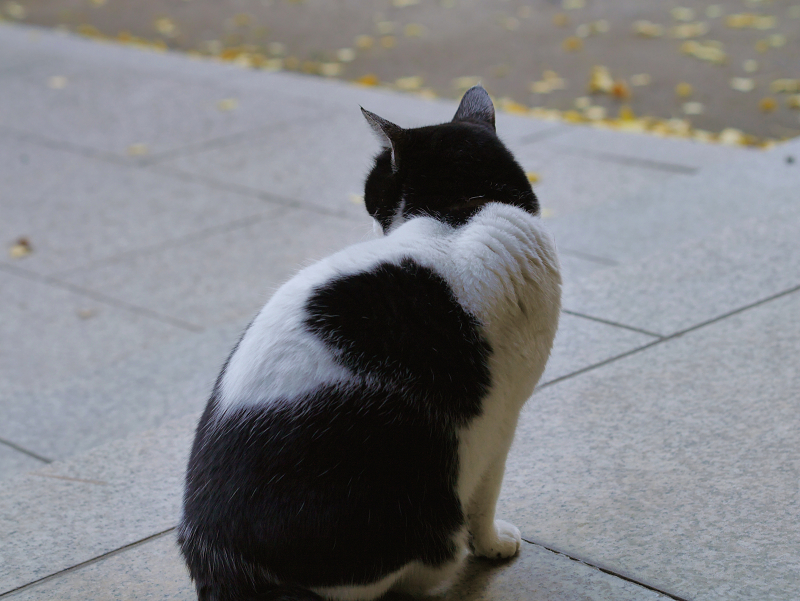 お堂前参道の白黒猫2