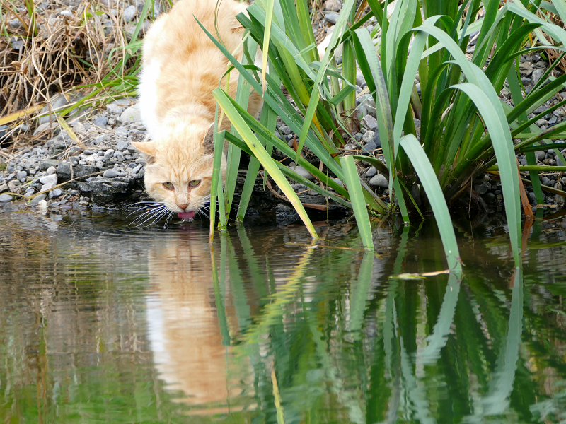河原で水を飲んでる茶トラ猫2