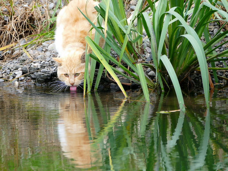 河原で水を飲んでる茶トラ猫3