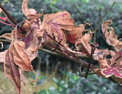 葉っぱが枯れてクシャクシャのもみじ 寒肥と剪定 宍粟市の山崎造園のブログmaru日和