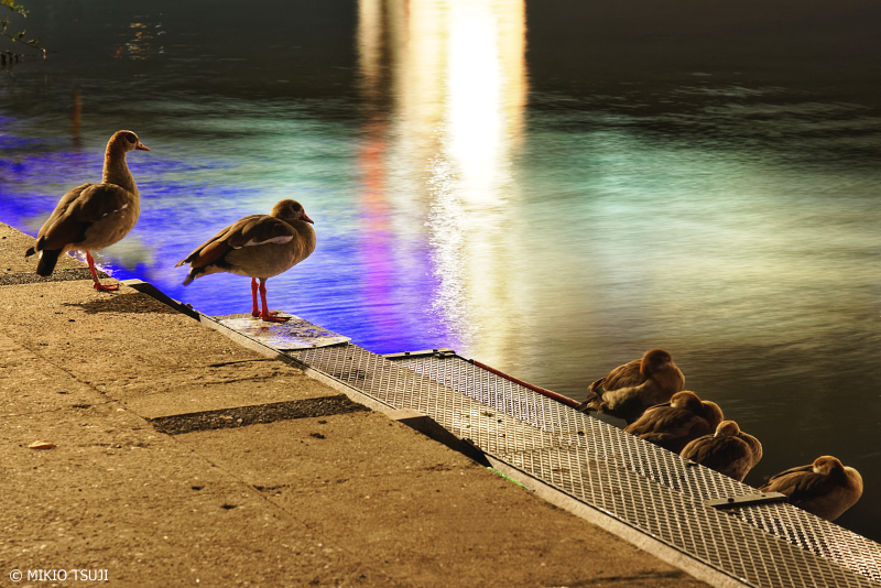 絶景探しの旅 - 0816 夜のマイン川のほとりにたたずむ水鳥の家族 （ドイツ フランクフルト）